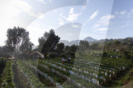 Strawberry Fields In Indonesia
