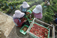 Strawberry Fields In Indonesia