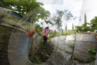 Strawberry Fields In Indonesia