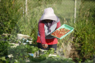 Strawberry Fields In Indonesia