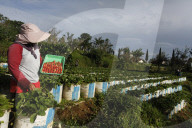 Strawberry Fields In Indonesia
