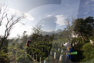 Strawberry Fields In Indonesia
