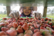 Strawberry Fields In Indonesia