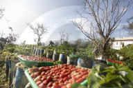 Strawberry Fields In Indonesia