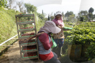 Strawberry Fields In Indonesia