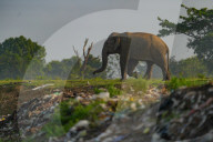 Life At A Garbage Dump In Polonnaruwa, Sri Lanka