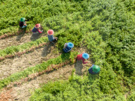 Harvesting Carrots In Bangladesh