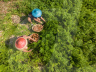 Harvesting Carrots In Bangladesh