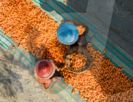 Harvesting Carrots In Bangladesh