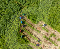 Harvesting Carrots In Bangladesh
