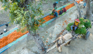Harvesting Carrots In Bangladesh