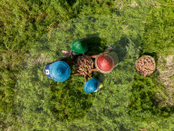 Harvesting Carrots In Bangladesh