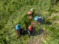 Harvesting Carrots In Bangladesh
