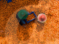 Harvesting Carrots In Bangladesh