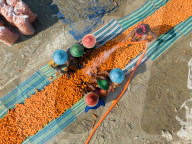 Harvesting Carrots In Bangladesh