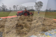 Mustard Agriculture In India