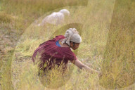 Mustard Agriculture In India