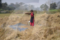 Mustard Agriculture In India