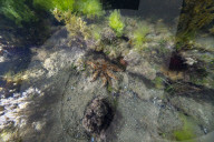 What lies beneath: Melbourne's often maligned surf has created a growing snorkelling scene