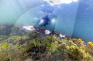 What lies beneath: Melbourne's often maligned surf has created a growing snorkelling scene