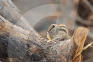 India-Squirrel