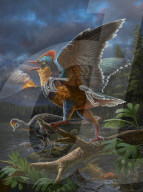 (EyesOnSci)CHINA-JURASSIC FOSSIL DISCOVERY-ORIGIN OF BIRDS (CN)