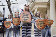 PETA protest against monkey exploitation in Thailand's coconut industry, London, UK - 13 Feb 2024
