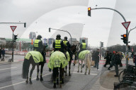Stopp statt Galopp: Eine rote Ampel gilt auch für die Pferde der Reiterstaffel der Hamburger Polizei