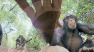 Robotic spy tortoise adopted by young chimp