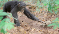 Robotic spy tortoise adopted by young chimp
