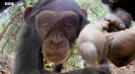 Robotic spy tortoise adopted by young chimp