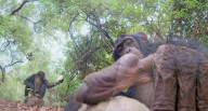 Robotic spy tortoise adopted by young chimp