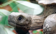 Robotic spy tortoise adopted by young chimp