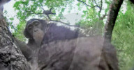 Robotic spy tortoise adopted by young chimp