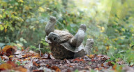 Robotic spy tortoise adopted by young chimp