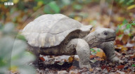 Robotic spy tortoise adopted by young chimp