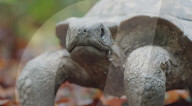 Robotic spy tortoise adopted by young chimp