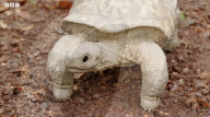 Robotic spy tortoise adopted by young chimp