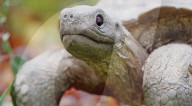 Robotic spy tortoise adopted by young chimp