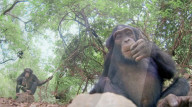 Robotic spy tortoise adopted by young chimp