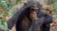 Robotic spy tortoise adopted by young chimp