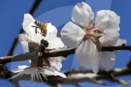 Honey bees dying in huge numbers in California