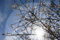 Honey bees dying in huge numbers in California