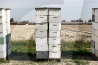 Honey bees dying in huge numbers in California