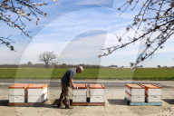 Honey bees dying in huge numbers in California