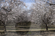 Honey bees dying in huge numbers in California