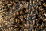 Honey bees dying in huge numbers in California