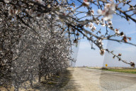 Honey bees dying in huge numbers in California