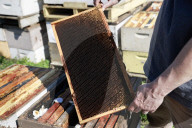 Honey bees dying in huge numbers in California