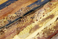 Honey bees dying in huge numbers in California